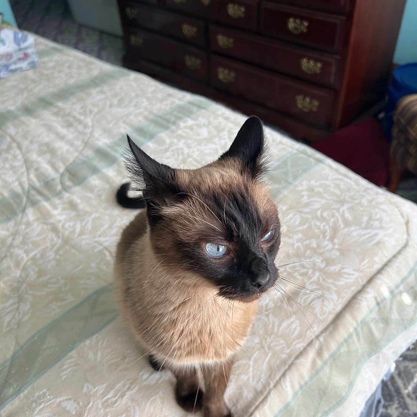 Mahina is registered to the contest to win money with this photo: animal, bed, bedspread, blue_eyes, cat, cozy, curious, cute, domestic_cat, dresser, fur, furniture, home, indoor, looking_away, mammal, pet, siamese_cat, small, whiskers