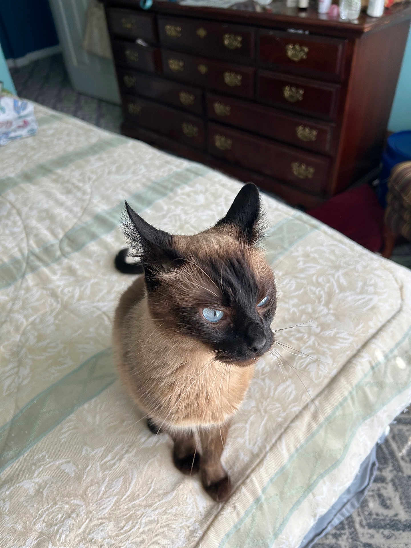 Mahina is registered to the contest to win money with this photo: cat, siamese_cat, blue_eyes, bed, bedspread, furniture, dresser, indoor, pet, animal, whiskers, fur, domestic_cat, looking_away, cozy, home, mammal, cute, small, curious