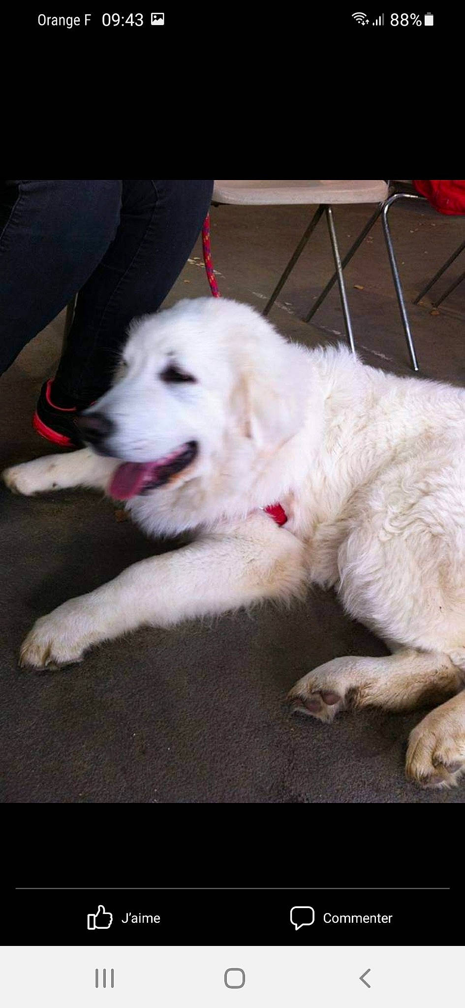 Laiko a rejoint le concours — aidez-le/la à gagner de superbes lots ! carnivore, collar, companion_dog, dog, dog_breed, fang, fur, jaw, non_sporting_group, snout, sporting_group, working_animal, working_dog