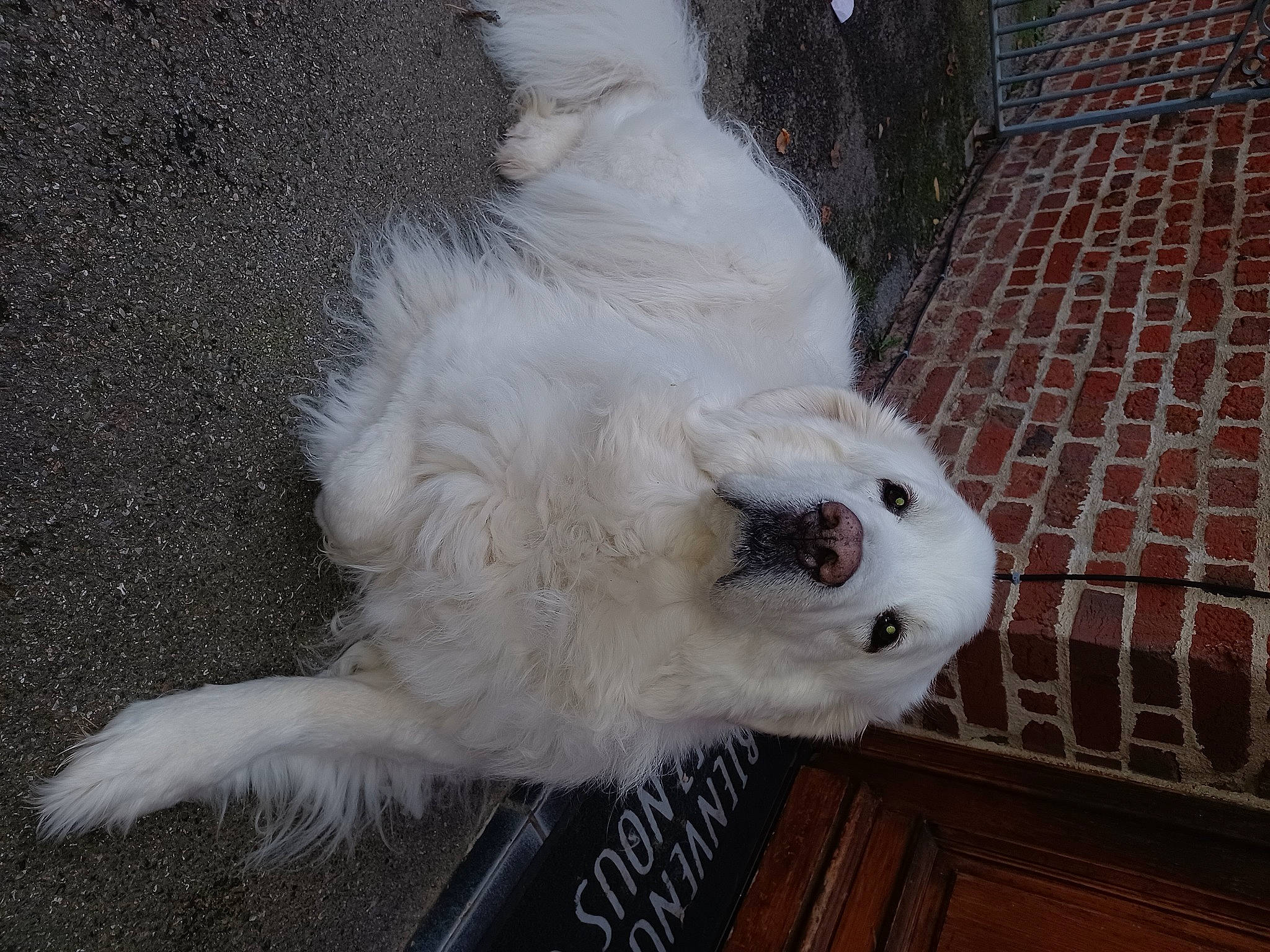 Laiko participe au concours pour gagner de l'argent avec cette photo : animal_shelter, brick, brickwork, canidae, carnivore, cat, claw, companion_dog, dog_breed, fawn, felidae, fur, japanese_spitz, paw, small_to_medium_sized_cats, snout, sporting_group, tail, terrestrial_animal, whiskers