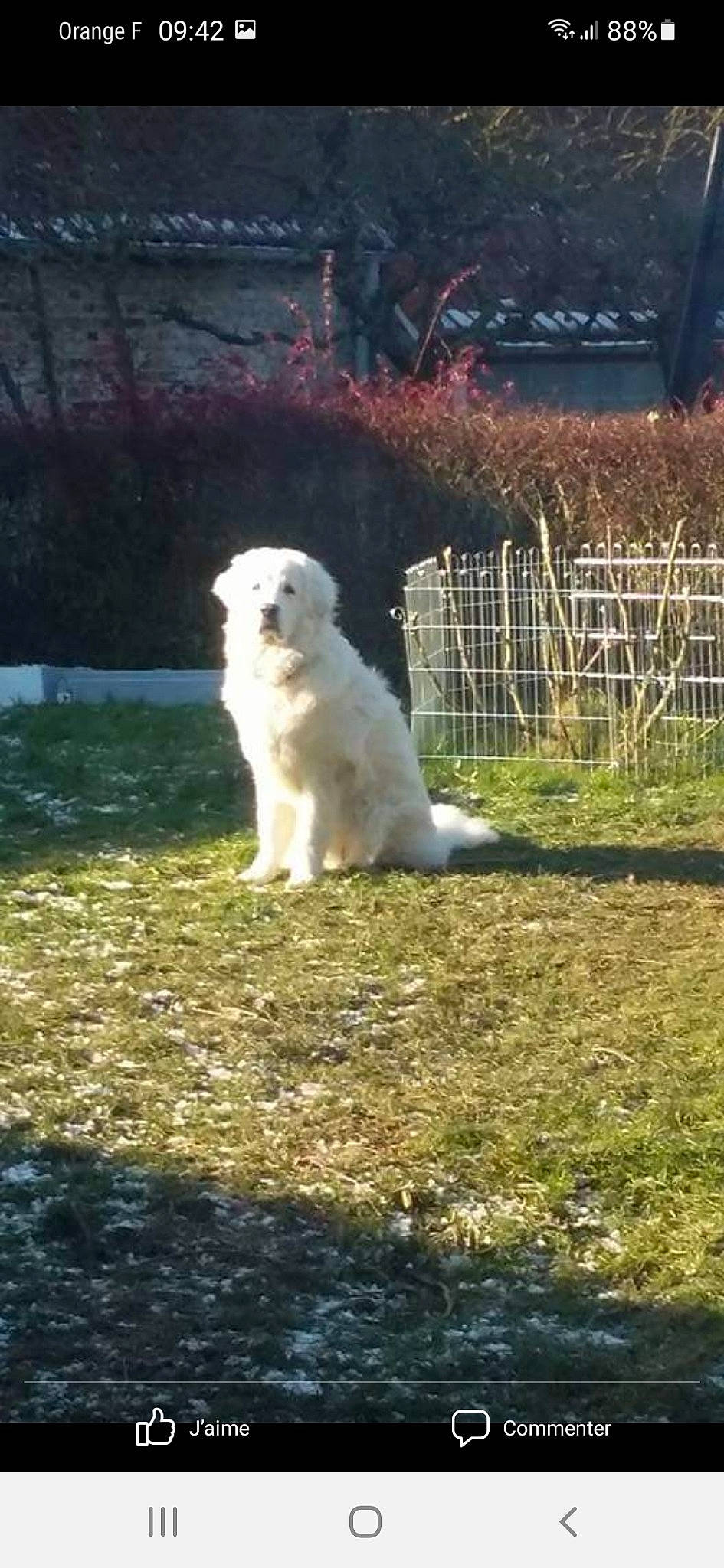 Laiko a rejoint le concours — aidez-le/la à gagner de superbes lots ! canidae, carnivore, companion_dog, dog, dog_breed, grass, great_pyrenees, non_sporting_group, pasture, plant, sky, sporting_group, terrier, toy_dog, tree, working_animal