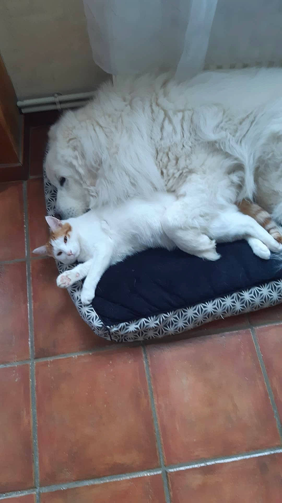 Laiko participe au concours pour gagner de l'argent avec cette photo : canidae, carnivore, cat, cat_bed, cat_supply, comfort, companion_dog, domestic_short_haired_cat, felidae, floor, flooring, fur, grey, hardwood, linens, paw, small_to_medium_sized_cats, tail, whiskers, wood