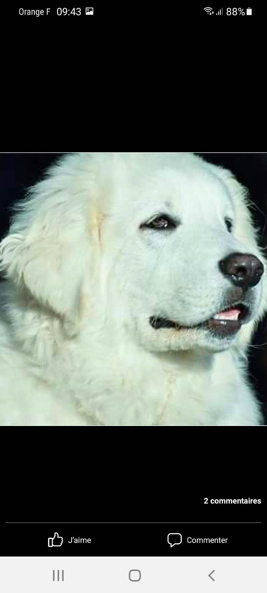 Spyro participe au concours pour gagner de l'argent avec cette photo : ancient_dog_breeds, canidae, carnivore, companion_dog, dog, dog_breed, fang, fur, great_pyrenees, kuvasz, livestock_guardian_dog, non_sporting_group, polish_tatra_sheepdog, slovak_cuvac, snout, sporting_group, terrestrial_animal, whiskers, working_animal, working_dog