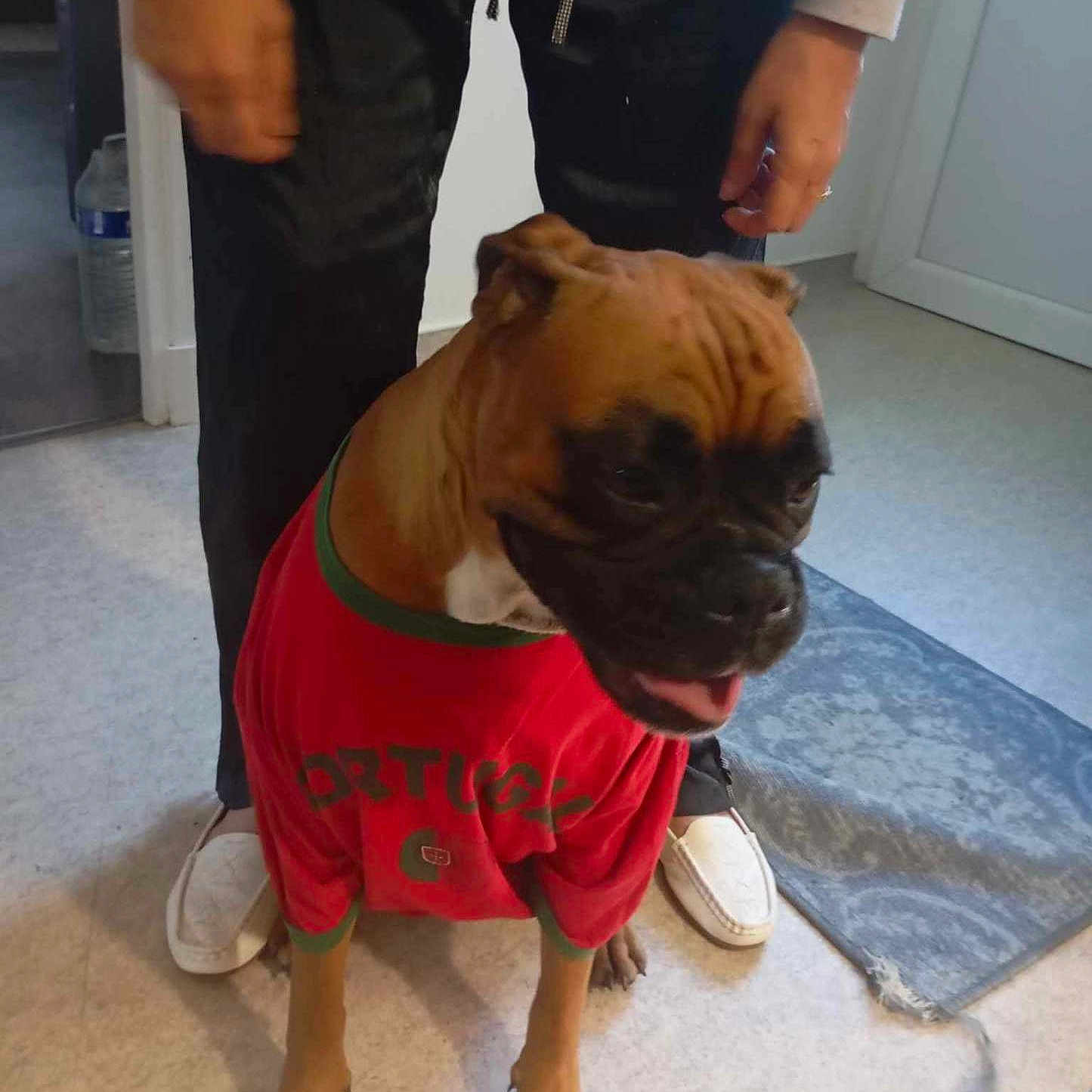 Salsa participe au concours pour gagner de l'argent avec cette photo : black_pants, clothing, companion, dog, door, floor, footwear, hands, happy, indoor, mat, paws, person, pet, portugal, red_shirt, shirt, slippers, tongue_out, wall