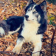 Moon participe au concours pour gagner de l'argent avec cette photo : animal, autumn, blue_eyes, branch, canine, daylight, dog, fall, forest, fur, heart, husky, leaves, lying_down, nature, outdoor, pet, portrait, sky, tree