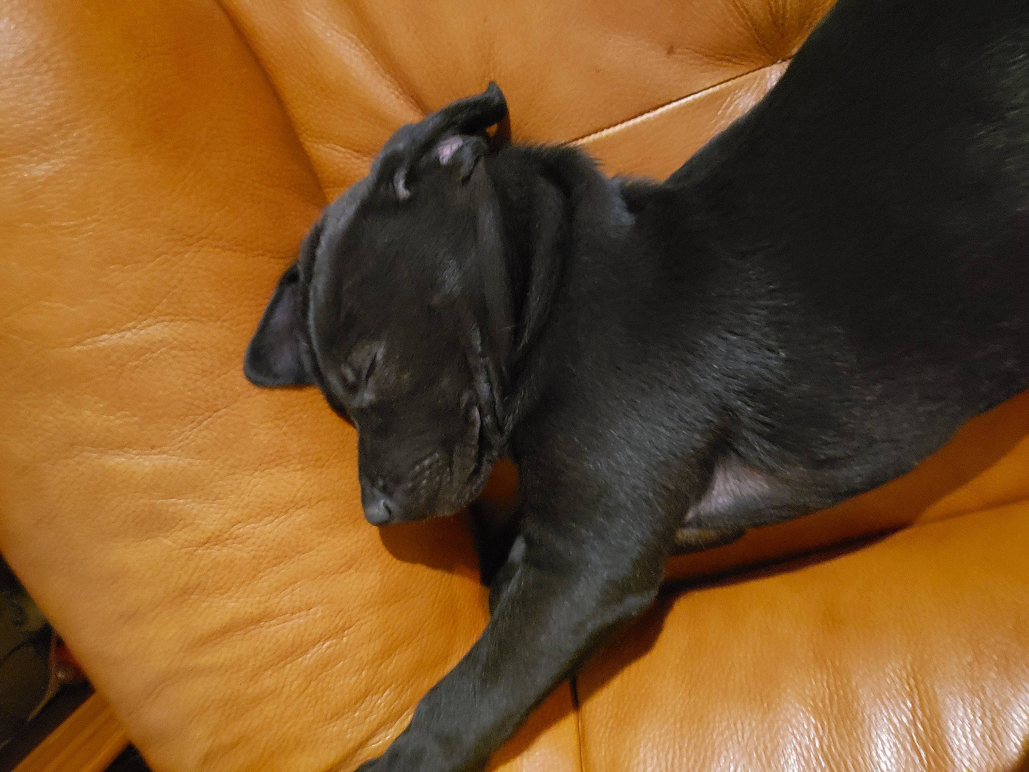 Blacki a rejoint le concours — aidez-le/la à gagner de superbes lots ! borador, canidae, carnivore, comfort, companion_dog, dog, dog_breed, fawn, felidae, fur, guard_dog, hardwood, liver, snout, sporting_group, tail, terrestrial_animal, toy_dog, whiskers, working_animal