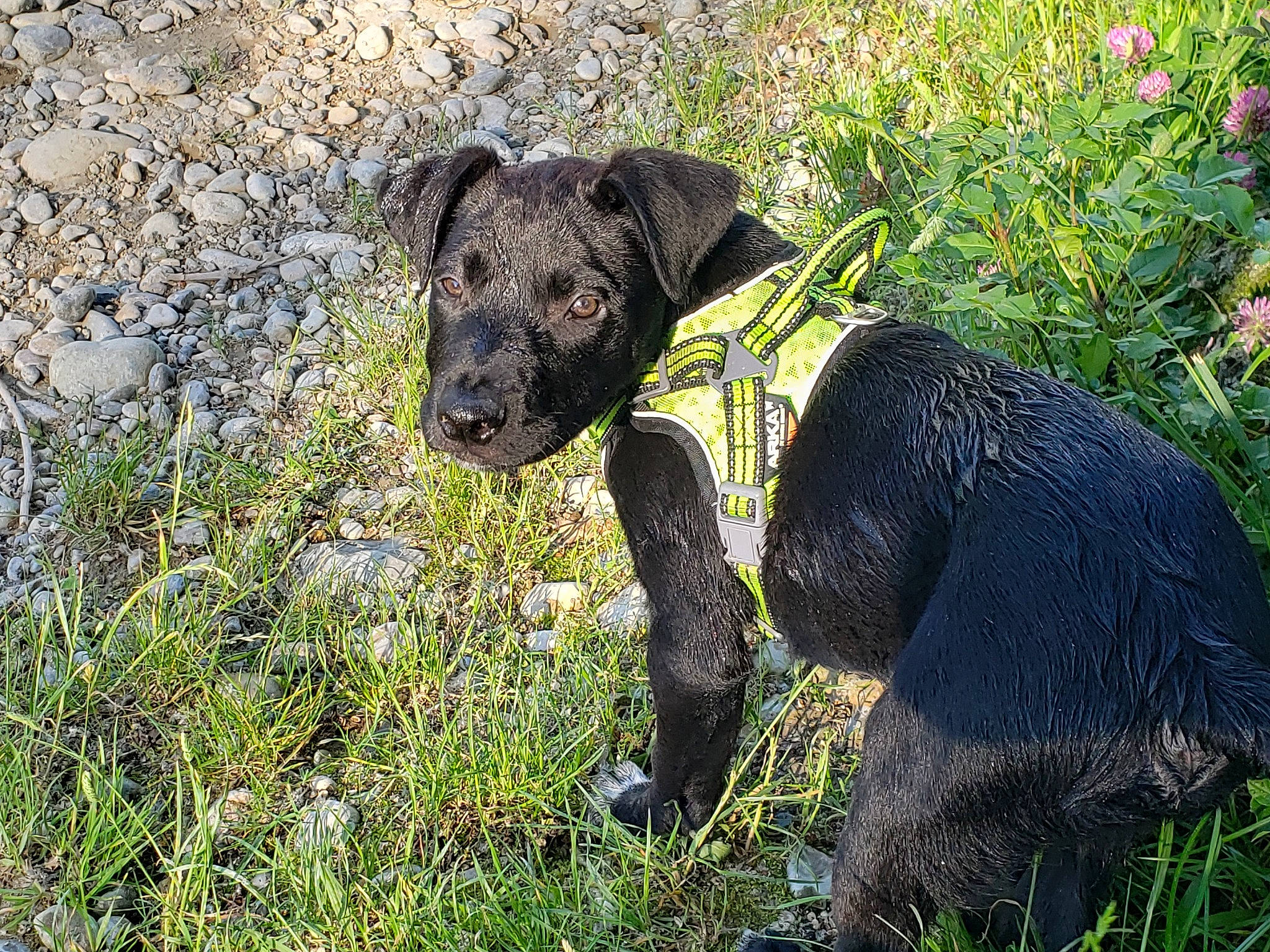 Blacki participe au concours pour gagner de l'argent avec cette photo : canidae, carnivore, companion_dog, dog, dog_breed, dog_collar, fawn, grass, grass_family, grassland, groundcover, plant, shrub, snout, sporting_group, tail, terrestrial_animal, terrier, water_dog, working_animal