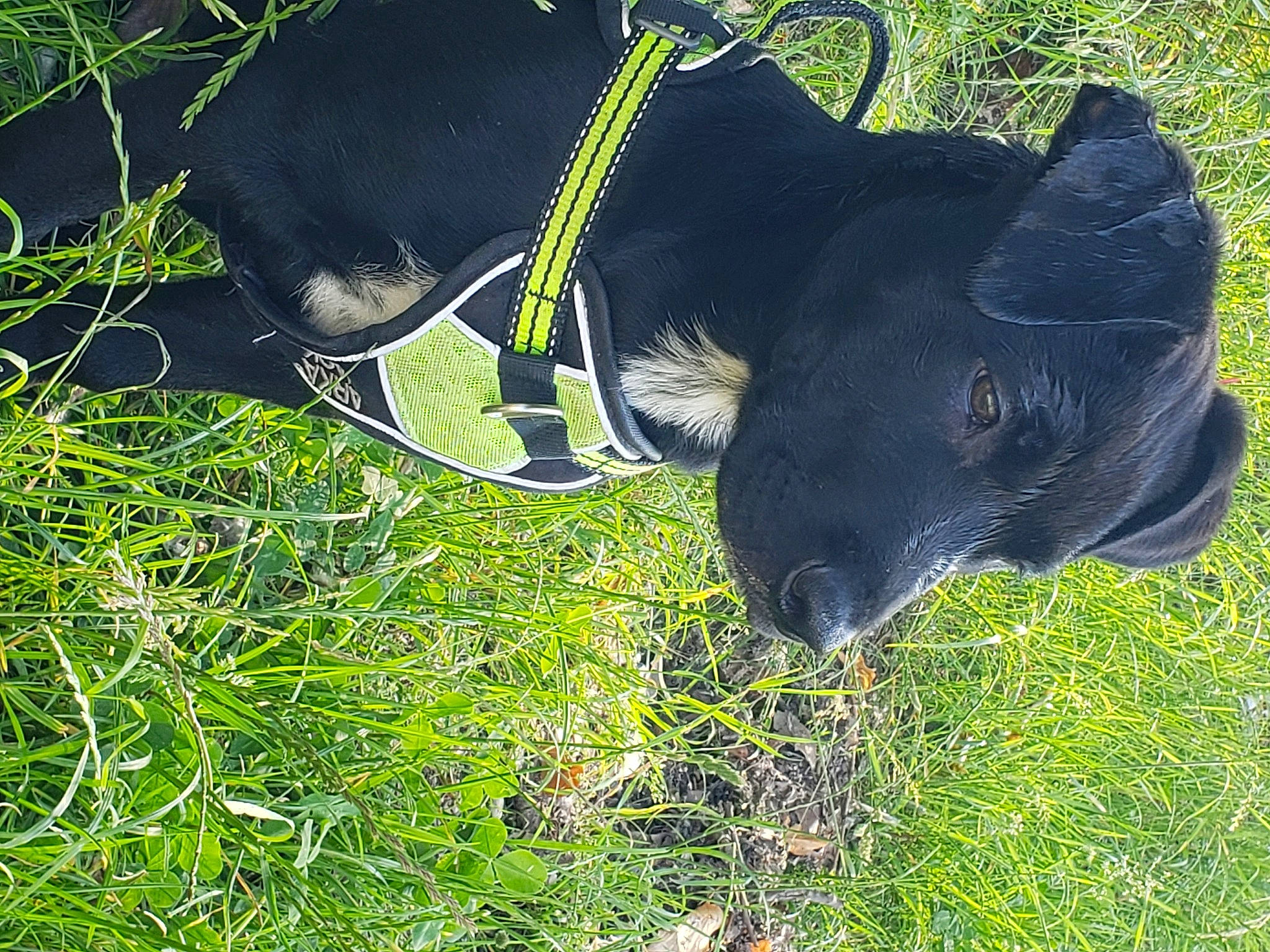 Blacki a rejoint le concours — aidez-le/la à gagner de superbes lots ! canidae, carnivore, collar, companion_dog, dog, dog_breed, dog_collar, dog_supply, electric_blue, fashion_accessory, grass, grassland, hat, pet_supply, plant, snout, sporting_group, tail, terrestrial_animal, working_animal