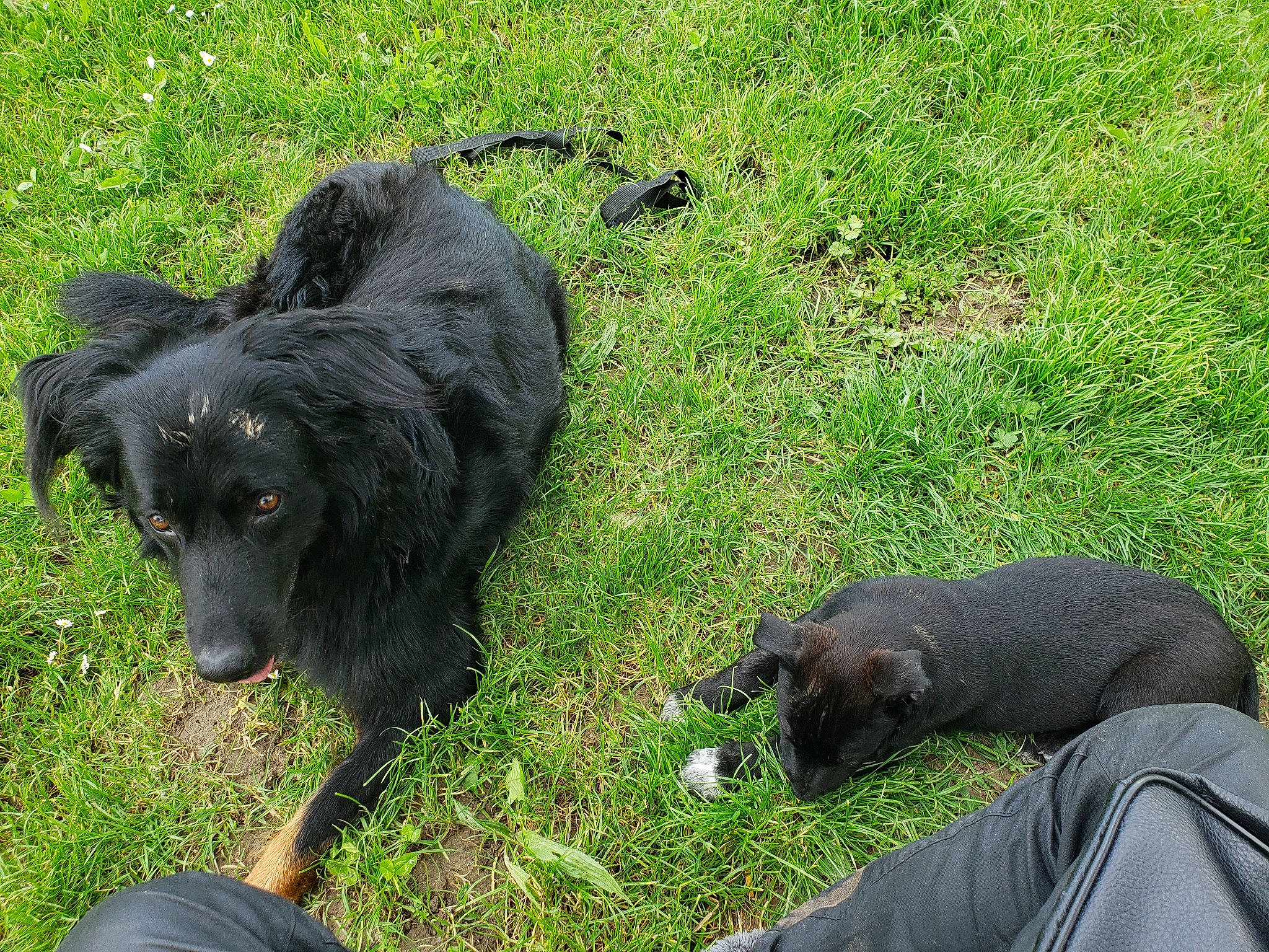 Patout a rejoint le concours — aidez-le/la à gagner de superbes lots ! borador, canidae, carnivore, companion_dog, dog, dog_breed, dog_collar, fur, grass, groundcover, guard_dog, plant, retriever, snout, sporting_group, tail, terrestrial_animal, working_animal, working_dog