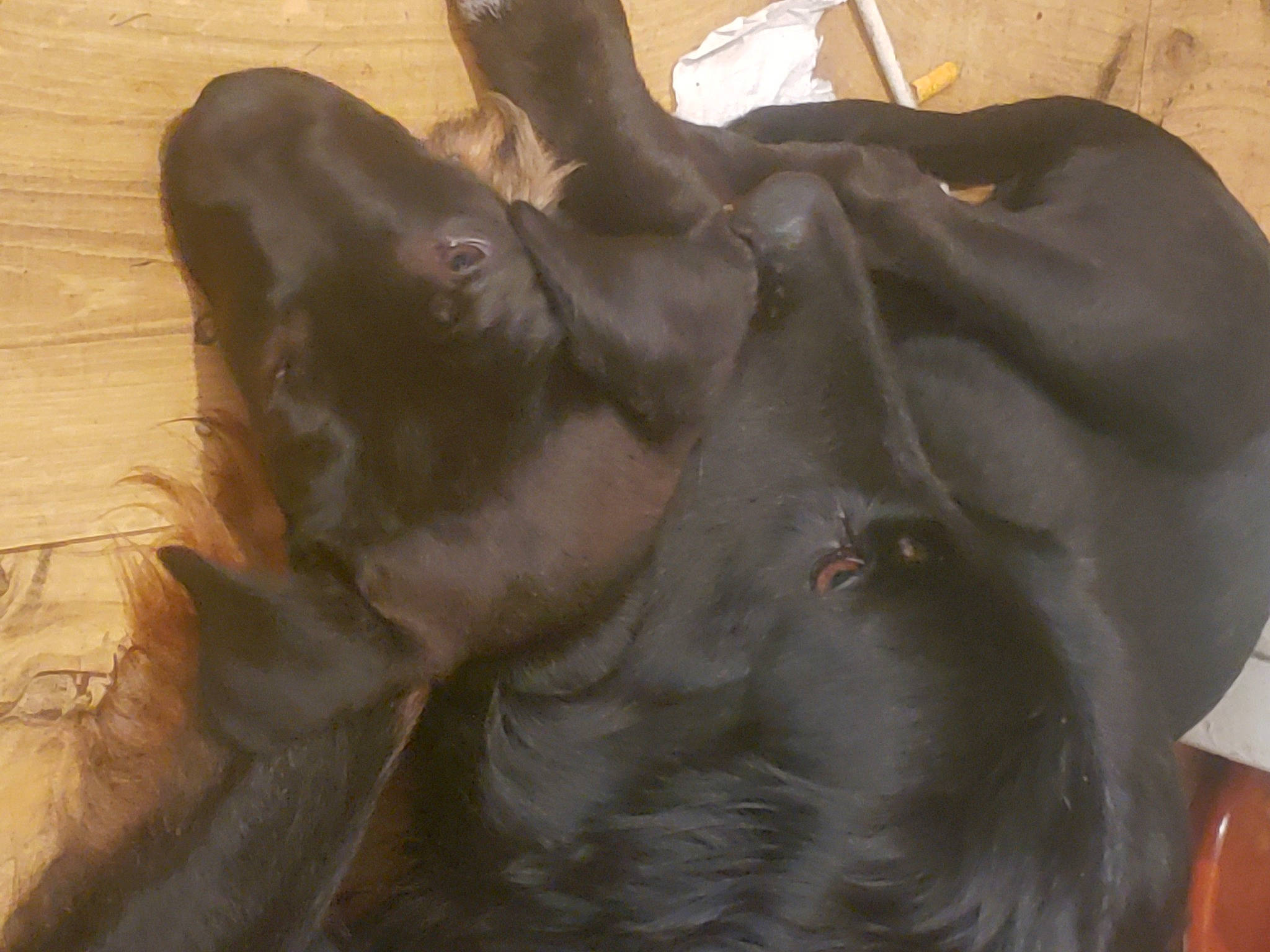 Patout a rejoint le concours — aidez-le/la à gagner de superbes lots ! canidae, carnivore, companion_dog, dog_breed, fawn, felidae, fur, gesture, guard_dog, hardwood, liver, sculpture, small_to_medium_sized_cats, snout, sporting_group, tail, terrestrial_animal, whiskers, wood, working_animal