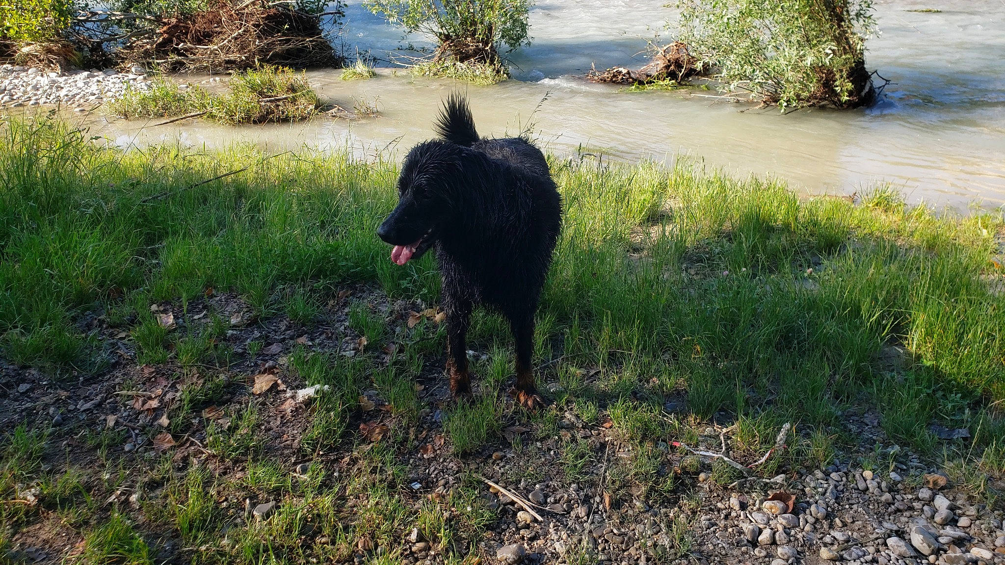 Patout participe au concours pour gagner de l'argent avec cette photo : canidae, carnivore, dog, dog_breed, grass, non_sporting_group, plant, shadow, snout, soil, sporting_group, tail, terrestrial_animal, terrier, water, working_animal, working_dog