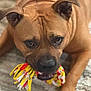 dog, brown_dog, pet, rope_toy, playful, lying_down, indoor, carpet, close_up, animal, canine, ears, fur, snout, mouth, paw, toy, chewing, expression, domestic_animal