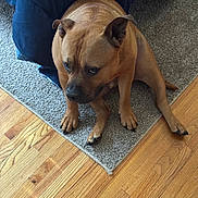 Thanos joined the competition — help win amazing prizes! dog, brown_dog, carpet, wooden_floor, indoor, pet, sitting, blanket, flooring, canine, domestic_animal, fur, paw, ear, animal, companion, home, resting, looking_down, quiet