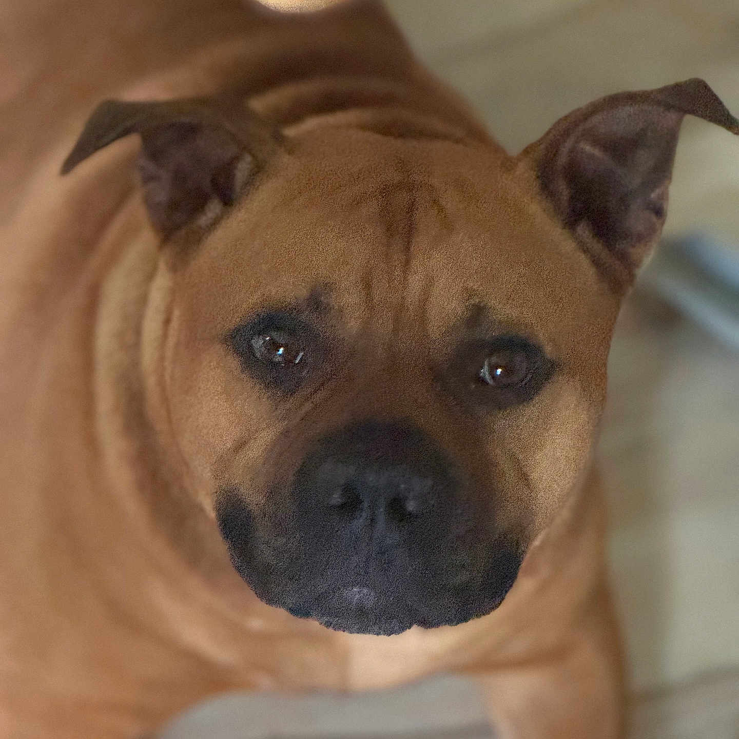 Thanos is registered to the contest to win money with this photo: animal, brown, canine, close_up, companion, cute, dog, domestic, ears, eyes, floor, friendly, fur, indoor, looking, lying_down, muzzle, pet, portrait, snout