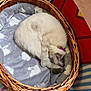 cat, basket, sleeping, curled_up, wicker, blanket, soft, indoor, pet, fur, cozy, resting, collar, bell, cute, domestic, animal, comfort, relaxation, feline