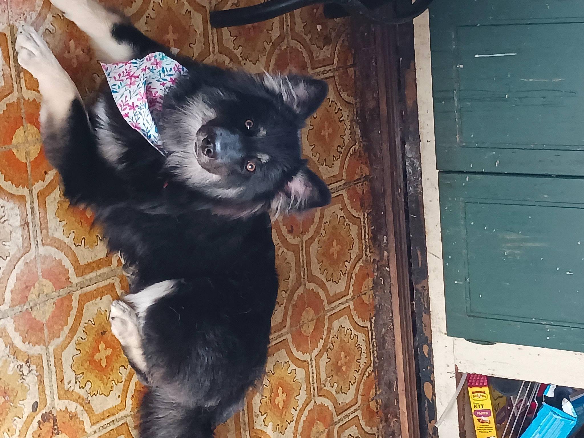 Bella joined the competition — help win amazing prizes! black_cat, canidae, carnivore, cat, cat_supply, claw, dog_breed, domestic_short_haired_cat, felidae, flooring, fur, hardwood, paw, pet_supply, small_to_medium_sized_cats, snout, sporting_group, tail, whiskers, wood