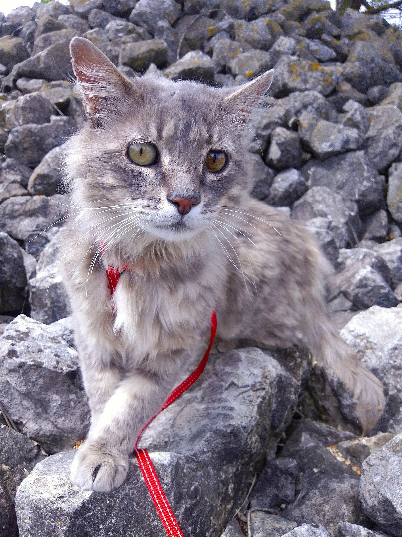Roméo a rejoint le concours — aidez-le/la à gagner de superbes lots ! bedrock, carnivore, cat, domestic_short_haired_cat, eye, felidae, fur, iris, plant, rock, small_to_medium_sized_cats, snout, tail, terrestrial_animal, whiskers, wildlife, window