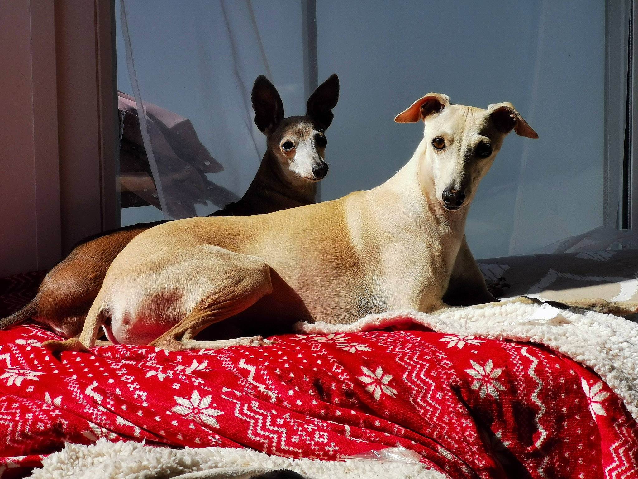 Tommy a rejoint le concours — aidez-le/la à gagner de superbes lots ! ancient_dog_breeds, canidae, carnivore, companion_dog, dog, dog_breed, fawn, galgo_espanol, greyhound, hortaya_borzaya, ibizan_hound, italian_greyhound, mammal, mudhol_hound, polish_greyhound, sighthound, snout, toy_dog, vertebrate, whippet