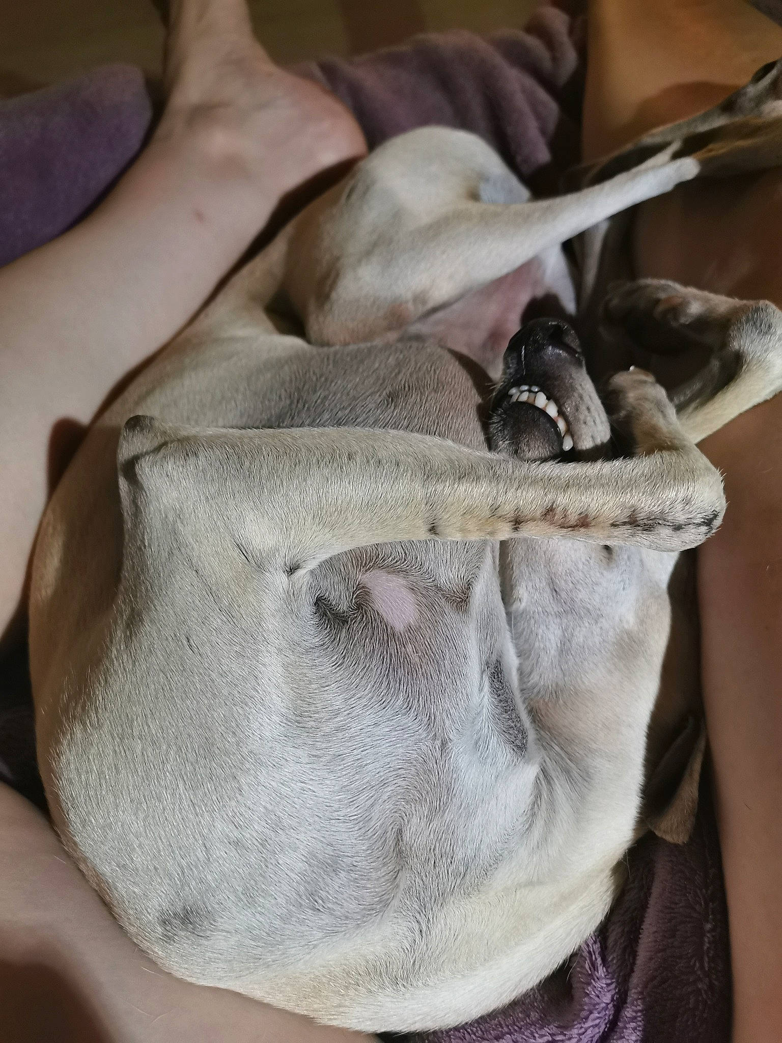 Tommy participe au concours pour gagner de l'argent avec cette photo : canidae, ear, fawn, italian_greyhound, jaw, snout, sporting_group, weimaraner, whippet