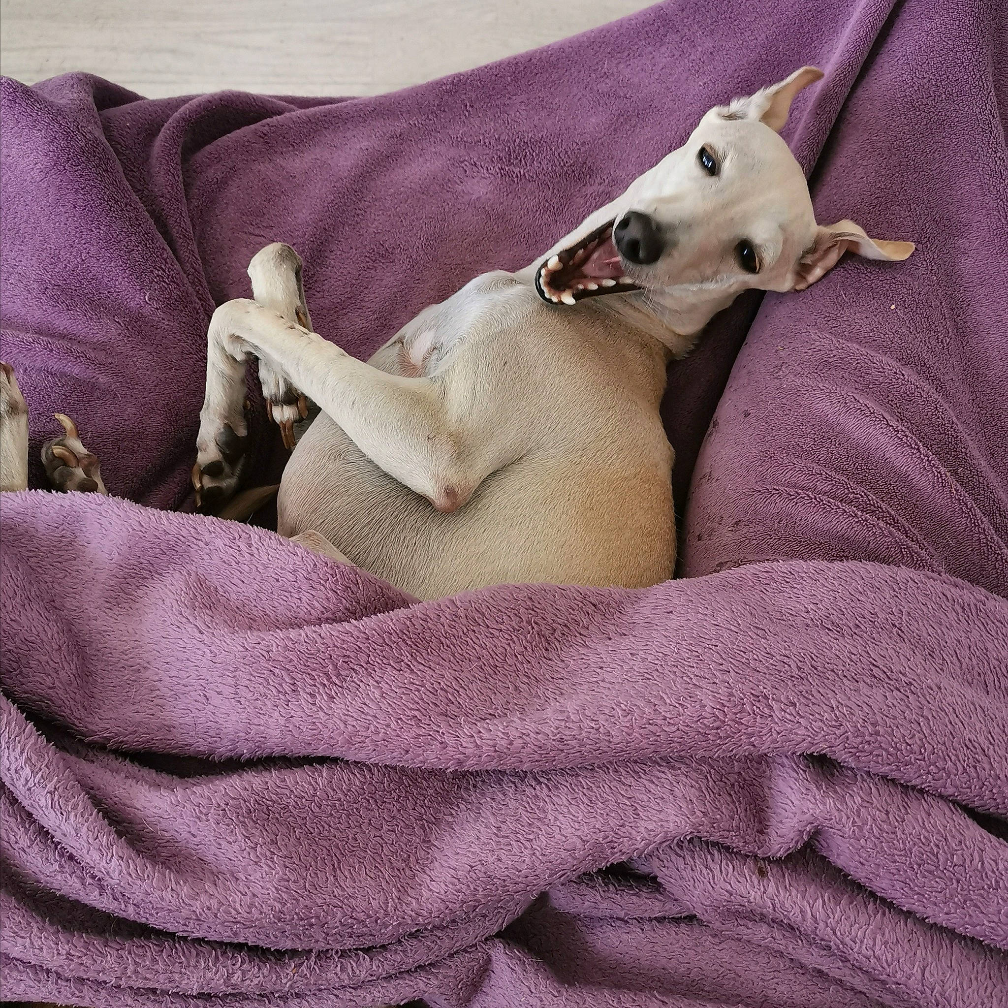 Tommy participe au concours pour gagner de l'argent avec cette photo : canidae, carnivore, dog, dog_breed, fawn, italian_greyhound, lurcher, mammal, non_sporting_group, puppy, puppy_love, toy_dog, vertebrate, whippet