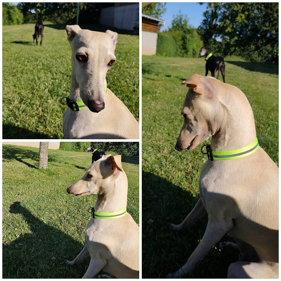 Tommy a rejoint le concours — aidez-le/la à gagner de superbes lots ! canidae, carnivore, companion_dog, dog, dog_breed, fawn, galgo_espanol, greyhound, hortaya_borzaya, italian_greyhound, magyar_agar, mammal, mudhol_hound, polish_greyhound, rampur_greyhound, sighthound, sloughi, snout, vertebrate, whippet