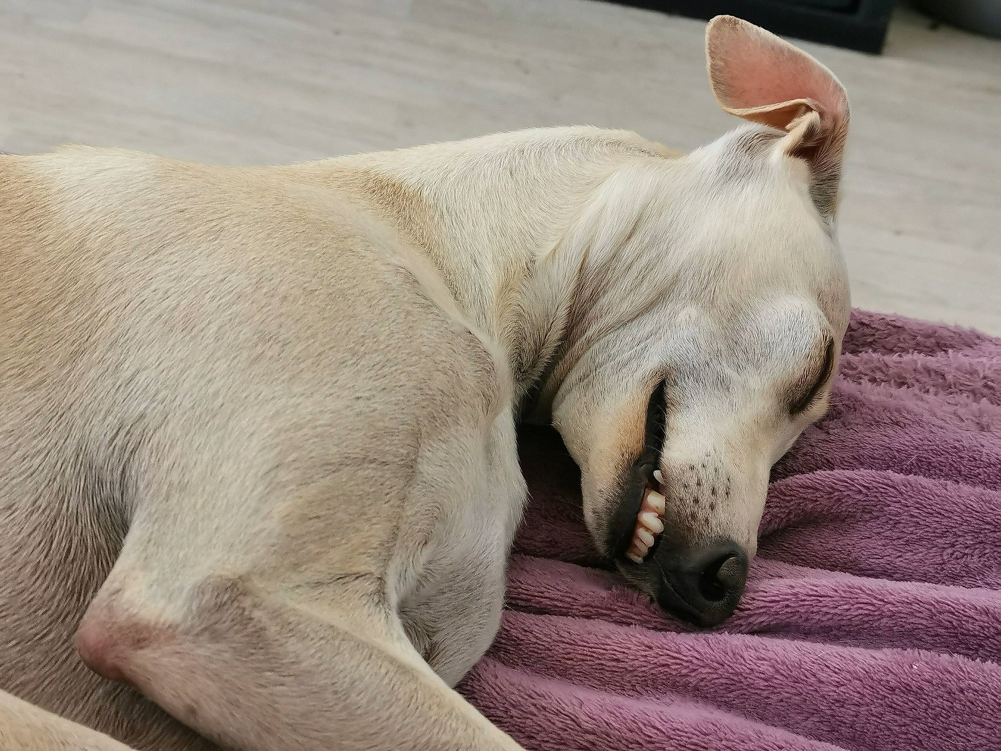 Tommy participe au concours pour gagner de l'argent avec cette photo : canidae, carnivore, companion_dog, dog, dog_breed, fawn, mammal, nap, sleep, snout, sporting_group, vertebrate