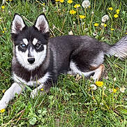 Kira a rejoint le concours — aidez-le/la à gagner de superbes lots ! dog, puppy, husky, black_and_white, fluffy, blue_eyes, animal, pet, lying_down, grass, meadow, dandelions, flowers, outdoor, nature, fur, ears, tail, portrait, cute