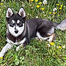 dog, puppy, husky, black_and_white, fluffy, blue_eyes, animal, pet, lying_down, grass, meadow, dandelions, flowers, outdoor, nature, fur, ears, tail, portrait, cute