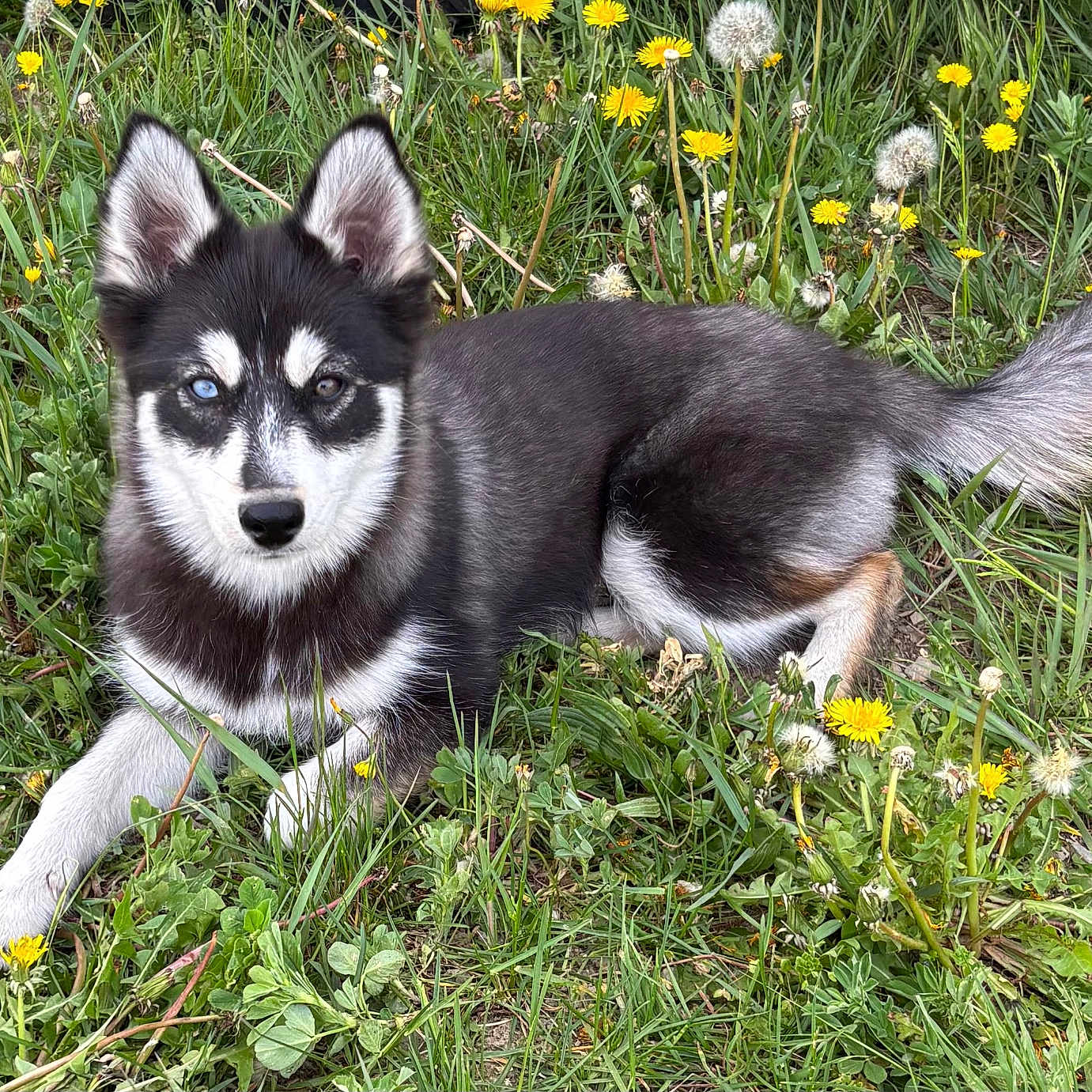 Kira a rejoint le concours — aidez-le/la à gagner de superbes lots ! dog, puppy, husky, black_and_white, fluffy, blue_eyes, animal, pet, lying_down, grass, meadow, dandelions, flowers, outdoor, nature, fur, ears, tail, portrait, cute