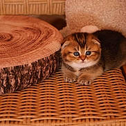Toffe joined the competition — help win amazing prizes! kitten, cat, animal, pet, fluffy, golden, brown, white, blue_eyes, face, sitting, indoors, wicker, chair, wood, tree_stump, furniture, portrait, cute, adorable