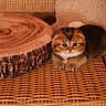 kitten, cat, animal, pet, fluffy, golden, brown, white, blue_eyes, face, sitting, indoors, wicker, chair, wood, tree_stump, furniture, portrait, cute, adorable