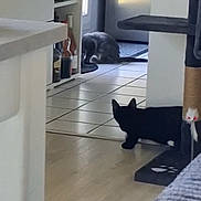Bandit a rejoint le concours — aidez-le/la à gagner de superbes lots ! cat, cats, black_cat, gray_cat, indoor, kitchen, hallway, tile_floor, wood_floor, doorway, furniture, rug, home, pet, animal, standing, lying_down, fluffy, silhouette, interior