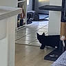 cat, cats, black_cat, gray_cat, indoor, kitchen, hallway, tile_floor, wood_floor, doorway, furniture, rug, home, pet, animal, standing, lying_down, fluffy, silhouette, interior