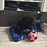 cat, black_cat, pet, animal, indoors, living_room, floor, shelf, toy, toy_ball, pink_ball, blue_bag, model_cars, laptops, furniture, home, curious, playing, tail, photography