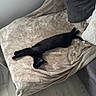 cat, black_cat, pet, animal, lying_down, stretching, sleeping, relaxed, indoor, living_room, sofa, blanket, cushion, plush, furniture, home, cozy, black_fur, tail, floor