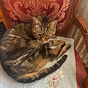 Pifou participe au concours pour gagner de l'argent avec cette photo : cat, tabby, feline, sleepy, curled_up, sitting, relaxed, whiskers, ears, striped_fur, tail, indoors, chair, ornate_furniture, towel, embroidered_design, decorative_pattern, cozy, pet, portrait