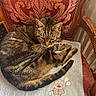 cat, tabby, feline, sleepy, curled_up, sitting, relaxed, whiskers, ears, striped_fur, tail, indoors, chair, ornate_furniture, towel, embroidered_design, decorative_pattern, cozy, pet, portrait