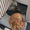 dogs, puppies, three_dogs, pet, animal, indoors, lying_down, cuddling, brown_dog, black_dog, small_dog, large_dog, floppy_ears, pointed_ears, facial_expression, dog_bed, mat, radiator, tile_floor, home