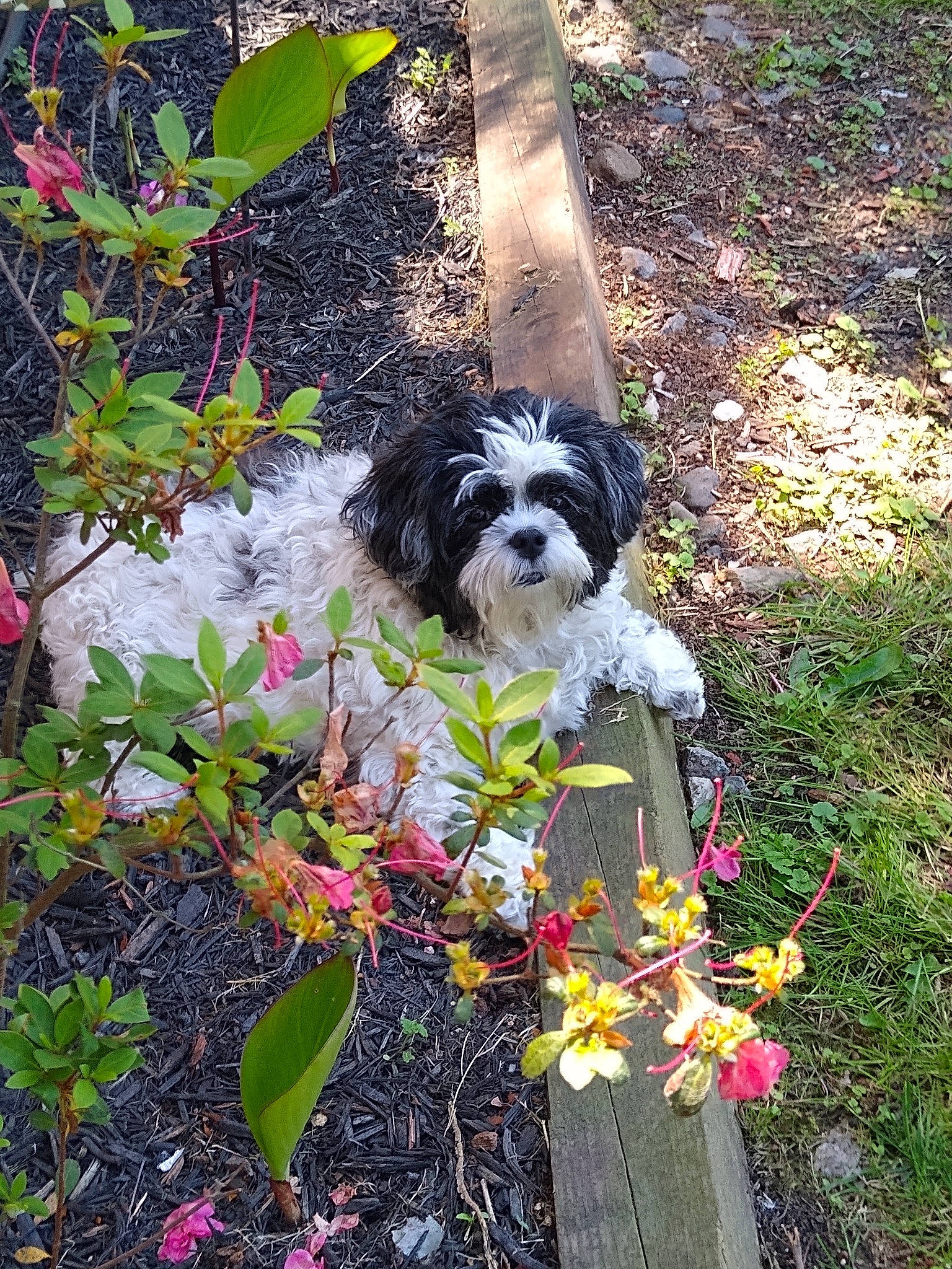 Rosie joined the competition — help win amazing prizes! annual_plant, art, botany, carnivore, companion_dog, dog, dog_breed, dog_supply, flower, garden, grass, groundcover, leaf, plant, shrub, sporting_group, terrier, toy_dog, water_dog, working_animal