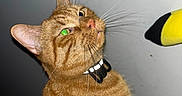 Titi is registered to the contest to win money with this photo: cat, ginger_cat, tabby, pet, animal, whiskers, fur, ears, green_eye, closeup, indoor, curious, yellow_object, black_object, flash, portrait, feline, looking_up, background, domestic