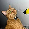 cat, ginger_cat, tabby, pet, animal, whiskers, fur, ears, green_eye, closeup, indoor, curious, yellow_object, black_object, flash, portrait, feline, looking_up, background, domestic