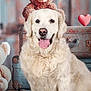 dog, golden_retriever, tongue_out, smiling, teddy_bear, suitcase, heart_balloon, fluffy, pet, indoors, portrait, cute, animal, furry, happy, close_up, background, decor, soft_lighting, studio