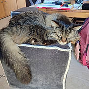 Peach participe au concours pour gagner de l'argent avec cette photo : backpack, books, cat, closeup, cozy, cushion, domestic_cat, feline, floor, fluffy, furniture, home, indoor, pet, relaxation, resting, sleeping, tabby, tail, wooden_table