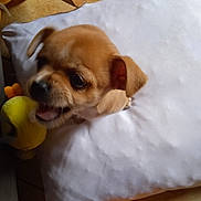 Ouistiti a rejoint le concours — aidez-le/la à gagner de superbes lots ! puppy, dog, toy, plush, white_pillow, floor, tile, brown_dog, pet, cute, playful, indoor, small_dog, animal, young_dog, chewing, comfortable, cozy, close_up, adorable