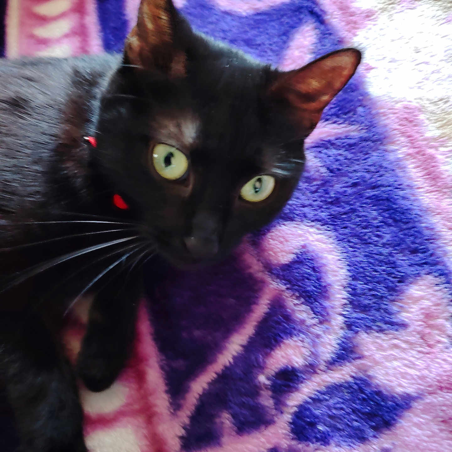 Simbana participe au concours pour gagner de l'argent avec cette photo : abyssinian, animal, blackcat, blanket, cat, homedecor, kitten, manx, pet, siamese