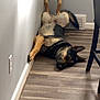dog, german_shepherd, lying_down, floor, wooden_floor, wall, chair, relaxed, indoor, pet, canine, sleeping, resting, corner, paw, ears, fur, black_and_tan, domestic_animal, animal