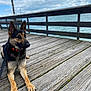 dog, german_shepherd, pier, wooden_deck, ocean, water, sky, clouds, outdoor, pet, animal, leash, collar, calm, nature, daytime, fence, canine, resting, scenic