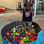 dog, german_shepherd, ball_pit, colorful_balls, indoor, playful, tongue_out, pet, animal, ears_up, happy, concrete_floor, exercise_equipment, toy, fun, looking_at_camera, black_and_tan, pet_toy, dog_toy, play_area
