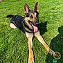 dog, german_shepherd, grass, outdoor, sunlight, tongue_out, pet, animal, playful, lying_down, shadow, bubbles, nature, canine, happy, summer, greenery, domestic_animal, fur, ears