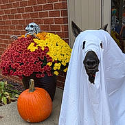 Oakley is registered to the contest to win money with this photo: black_nose, brick_wall, costume, decorations, dog, ears, fall, flowers, ghost_costume, halloween, holiday, outdoor, pet, pumpkin, red_flowers, sidewalk, skeleton_decoration, smiling_dog, white_sheet, yellow_flowers